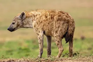 Crocuta: Afrique, Afrique de l'Est, Kenya, Reserve nationale du Masai