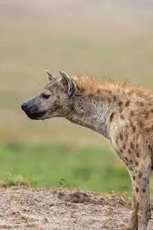 Crocuta: Afrique, Afrique de l'Est, Kenya, Reserve nationale du Masai