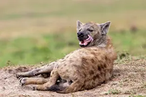 Crocuta: Afrique, Afrique de l'Est, Kenya, Reserve nationale du Masai