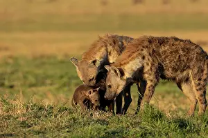 Crocuta: Afrique, Afrique de l'Est, Kenya, Reserve nationale du Masai