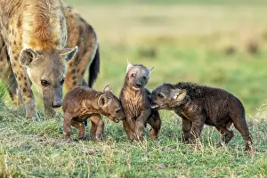 Crocuta: Afrique, Afrique de l'Est, Kenya, Reserve nationale du Masai