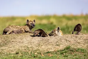 Crocuta: Afrique, Afrique de l'Est, Kenya, Reserve nationale du Masai