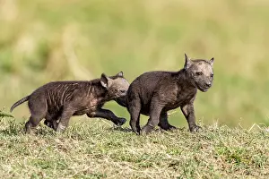 Crocuta: Afrique, Afrique de l'Est, Kenya, Reserve nationale du Masai