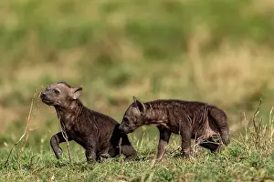 Crocuta: Afrique, Afrique de l'Est, Kenya, Reserve nationale du Masai