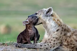 Crocuta: Afrique, Afrique de l'Est, Kenya, Reserve nationale du Masai