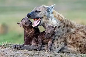 Crocuta: Afrique, Afrique de l'Est, Kenya, Reserve nationale du Masai