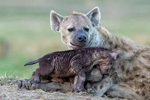 Crocuta: Afrique, Afrique de l'Est, Kenya, Reserve nationale du Masai