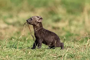 Crocuta: Afrique, Afrique de l'Est, Kenya, Reserve nationale du Masai