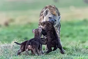 Crocuta: Afrique, Afrique de l'Est, Kenya, Reserve nationale du Masai