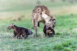Crocuta: Afrique, Afrique de l'Est, Kenya, Reserve nationale du Masai