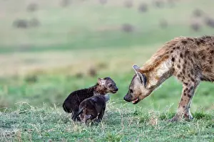 Crocuta: Afrique, Afrique de l'Est, Kenya, Reserve nationale du Masai