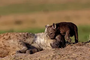 Crocuta: Afrique, Afrique de l'Est, Kenya, Reserve nationale du Masai