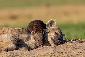 Crocuta: Afrique, Afrique de l'Est, Kenya, Reserve nationale du Masai