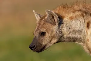 Crocuta: Afrique, Afrique de l'Est, Kenya, Reserve nationale du Masai