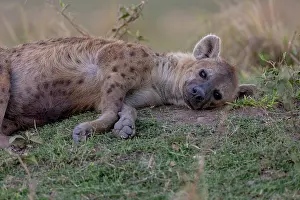 Crocuta: Afrique, Afrique de l'Est, Kenya, Reserve nationale du Masai