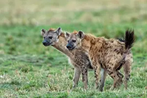 Crocuta: Afrique, Afrique de l'Est, Kenya, Reserve nationale du Masai