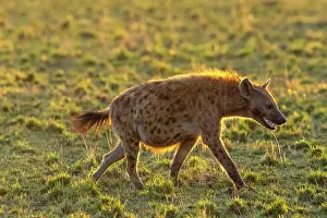 Crocuta: Afrique, Afrique de l'Est, Kenya, Reserve nationale du Masai