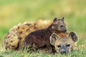 Crocuta: Afrique, Afrique de l'Est, Kenya, Reserve nationale du Masai