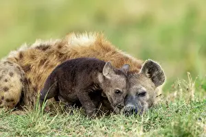Crocuta: Afrique, Afrique de l'Est, Kenya, Reserve nationale du Masai