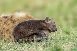 Crocuta: Afrique, Afrique de l'Est, Kenya, Reserve nationale du Masai