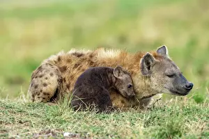 Crocuta: Afrique, Afrique de l'Est, Kenya, Reserve nationale du Masai