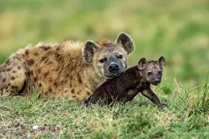Crocuta: Afrique, Afrique de l'Est, Kenya, Reserve nationale du Masai