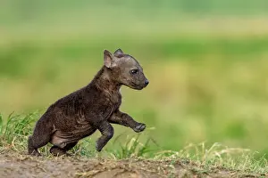 Crocuta: Afrique, Afrique de l'Est, Kenya, Reserve nationale du Masai