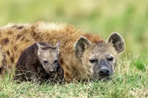Crocuta: Afrique, Afrique de l'Est, Kenya, Reserve nationale du Masai