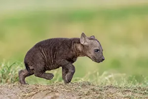 Crocuta: Afrique, Afrique de l'Est, Kenya, Reserve nationale du Masai