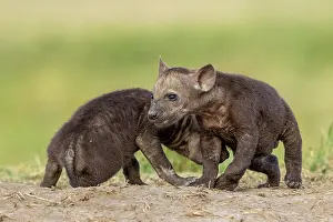 Crocuta: Afrique, Afrique de l'Est, Kenya, Reserve nationale du Masai