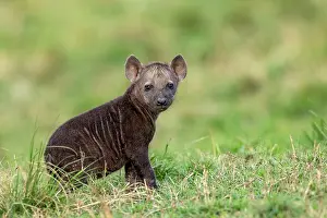 Crocuta: Afrique, Afrique de l'Est, Kenya, Reserve nationale du Masai