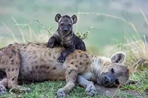 Crocuta: Afrique, Afrique de l'Est, Kenya, Reserve nationale du Masai