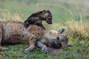 Crocuta: Afrique, Afrique de l'Est, Kenya, Reserve nationale du Masai