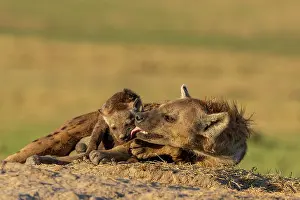 Hotspot: Afrique, Afrique de l'Est, Kenya, Reserve nationale du Masai