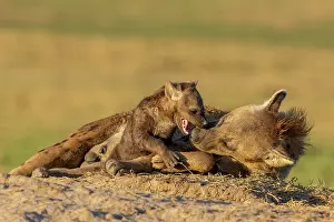 Hotspot: Afrique, Afrique de l'Est, Kenya, Reserve nationale du Masai