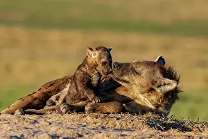 Hotspot: Afrique, Afrique de l'Est, Kenya, Reserve nationale du Masai