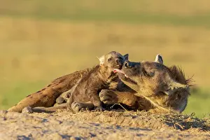 Hotspot: Afrique, Afrique de l'Est, Kenya, Reserve nationale du Masai