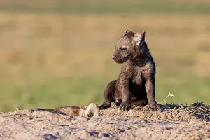 Crocuta: Afrique, Afrique de l'Est, Kenya, Reserve nationale du Masai