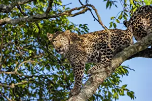 270222: Afrique, Afrique de l'Est, Kenya, Reserve nationale du Masai
