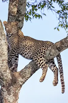 270222: Afrique, Afrique de l'Est, Kenya, Reserve nationale du Masai