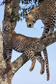270222: Afrique, Afrique de l'Est, Kenya, Reserve nationale du Masai