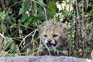 270222: Afrique, Afrique de l'Est, Kenya, Reserve nationale du Masai