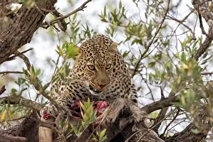 270222: Afrique, Afrique de l'Est, Kenya, Reserve nationale du Masai