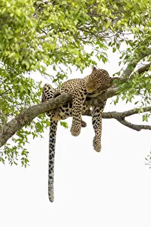 Relax: Afrique, Afrique de l'Est, Kenya, Reserve nationale du Masai