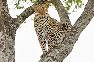 Pardus: Afrique, Afrique de l'Est, Kenya, Reserve nationale du Masai