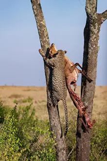 Pardus: Afrique, Afrique de l'Est, Kenya, Reserve nationale du Masai