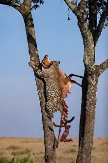 Pardus: Afrique, Afrique de l'Est, Kenya, Reserve nationale du Masai