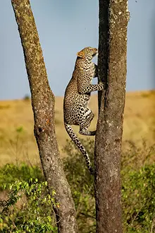 Pardus: Afrique, Afrique de l'Est, Kenya, Reserve nationale du Masai