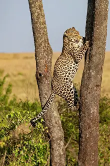 Pardus: Afrique, Afrique de l'Est, Kenya, Reserve nationale du Masai