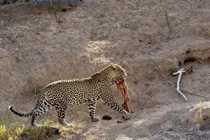 Topi: Afrique, Afrique de l'Est, Kenya, Reserve nationale du Masai